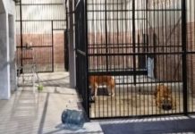 Tragis! Pemuda Tewas Usai Beri Makan Harimau Milik Majikan, Jasad Ditemukan di Kandang