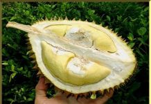 Ini 3 Daerah Penghasil Durian Terbesar di Kalimantan Tengah