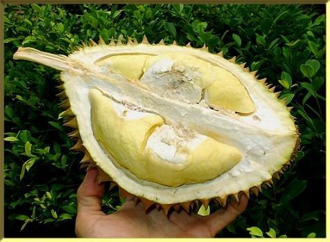 durian