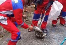 Ular Piton Berukuran 3 Meter Berhasil di Evakuasi Damkar Barito Utara ular piton