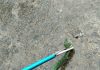 Tegang! Petugas Damkar Evakuasi Ular Viper Hijau di Meubel Ular Viper Hijau