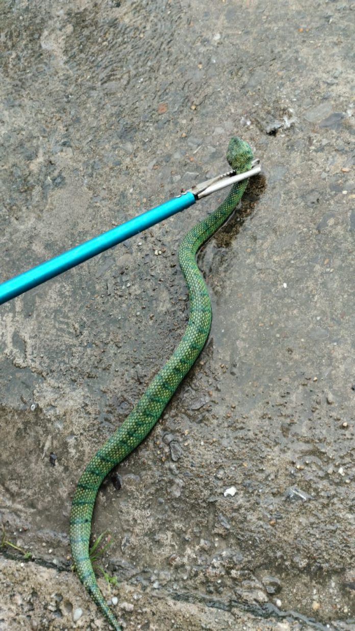 Ular Viper Hijau