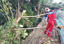 Damkar Barito Utara Evakuasi Pohon Tumbang Timpa Kabel Listrik Damkar