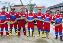 Piton Raksasa Sepanjang 6 Meter Mangsa Ternak Warga Kelurahan Jambu