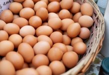 Tertarik Untuk Bisnis Telur Ayam? Ini Tipsnya