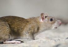 Usir Tikus Gunakan Bahan-bahan yang Ada di Dapur Saja