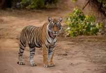 Medan Zoo Kembali Kehilangan Harimau, Jadi Kematian Keempat Selama 3 Bulan Terakhir
