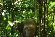 Sudah Baca Kematian Gajah Rahman? Cukup Rahman yang Terakhir