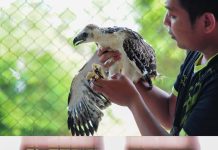Gagalkan Perdagangan Satwa Dilindungi, Satu Pelaku Diamankan Di Jambi
