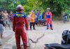 Bikin Takut! Ular King Kobra 3 Meter Bersarang di Rumah Warga Muara Teweh