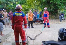 Bikin Takut! Ular King Kobra 3 Meter Bersarang di Rumah Warga Muara Teweh