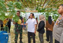 Panen Perdana Buah Melon di Makodim 1013 Muara Teweh di Hadiri Pj Bupati Barito Utara