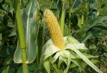 Awal Tahun 2024 Produksi Jagung Berpontensi Turun