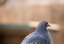 Polisi India Tahan Burung Merpati 8 Bulan, Diduga Jadi Mata-mata China