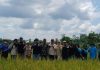 Pemerintah Kabupaten Barito Utara Lakukan Panen Padi Bersama