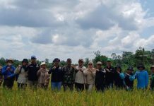 Pemerintah Kabupaten Barito Utara Lakukan Panen Padi Bersama