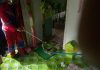Petugas Damkar Evakuasi Ular King Kobra Berukuran 3 Meter di Kamar Tidur Warga