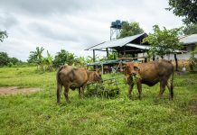 Jelang Hari Raya Idul Adha, Berikut Tips Memilih Daging Sapi Berkualitas Tinggi Serta Layak Konsumsi Sapi