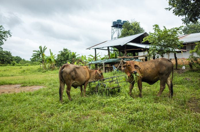Sapi