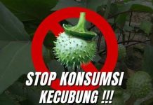 Tergolong Buah-buahan, Efek Mabuk Kecubung Bisa Sefatal Ini Saat Mulai Halu