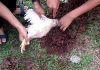 Menyembelih Ayam Sesuai Syariat, Begini Doa dan Tata Caranya