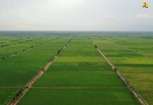 Soal Kabar Food Estate dari Kalimantan Dipindah ke Papua, Begini Penjelasan Menteri ATR/BPN