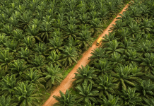 Perkebunan kelapa sawit di Kalimantan Tengah terluas kedua di Indonesia.