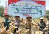 Pemkab Barito Utara Gelar Panen Raya Jagung untuk Wujudkan Swasembada Pangan