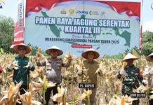 Pemkab Barito Utara Gelar Panen Raya Jagung untuk Wujudkan Swasembada Pangan
