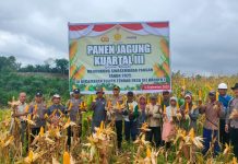 Polres Barito Utara Turun Lapangan Kawal Panen Jagung Tahap III untuk Swasembada Pangan