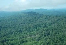 Jual Beli Lahan Hutan PPKH Kian Marak, Investor Minta Kepastian dan Perlindungan