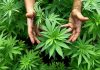 Polisi Bongkar Ladang Ganja Semi Hidroponik di Perumahan Jagakarsa