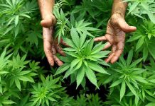 Polisi Bongkar Ladang Ganja Semi Hidroponik di Perumahan Jagakarsa