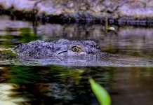 Warga Negara PNG Tewas Diterkam Buaya Saat Memancing di Jayapura