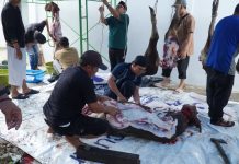 Iduladha 1447 H, BRI Muara Teweh Kurbankan 1 Sapi dan 1 Kambing
